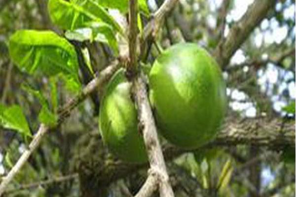 Crescentia cujete Crescentia cujete