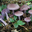 花臉香蘑(紫花臉蘑菇)