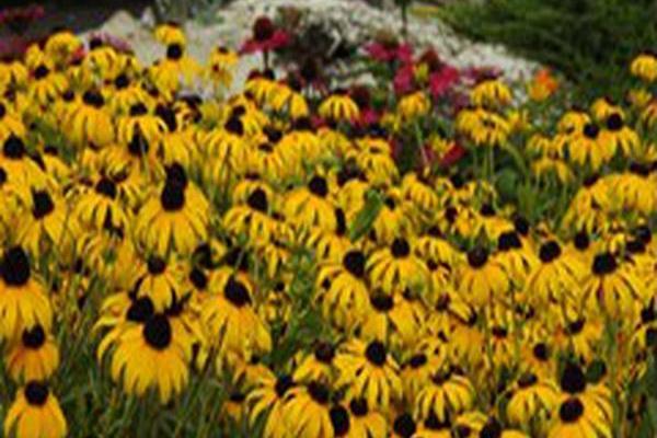 Rudbeckia \x27American Gold Rush\x27