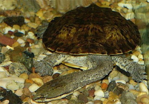 巨蛇頸龜
