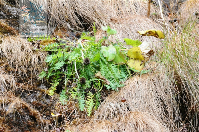 鞘基風毛菊 鞘基風毛菊