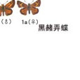 黑赭弄蝶