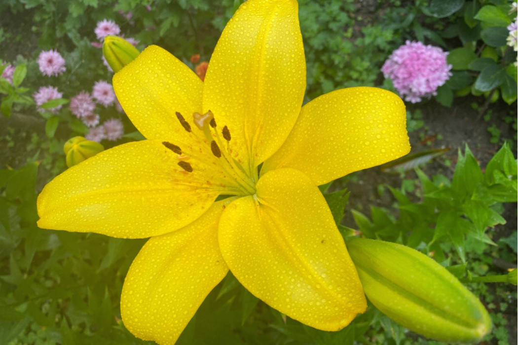 黃百花 黃百花