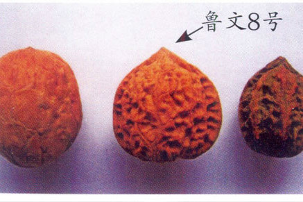 魯文8號核桃 魯文8號核桃