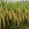 創兩優0861(禾本科稻屬植物) 創兩優0861(禾本科稻屬植物)