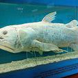鰭魚 鰭魚