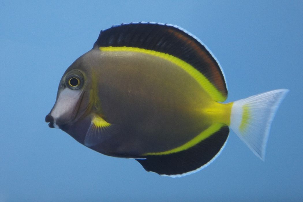 日本仙魚 日本仙魚