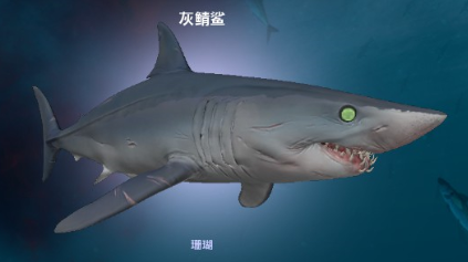 灰鯖鯊