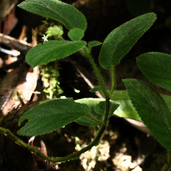Cremosperma cotejense