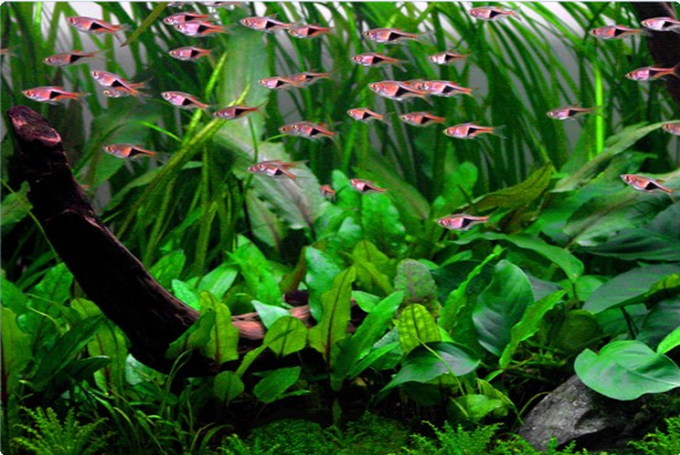 綠溫蒂淑草可用於小型的水族館