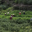 柑子窩茶 柑子窩茶