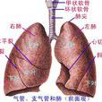 肺葉外型肺隔離症