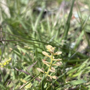 Alyssum strigosum