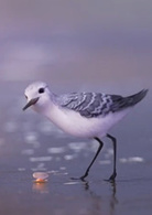 鷸