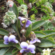 天山堇菜 天山堇菜