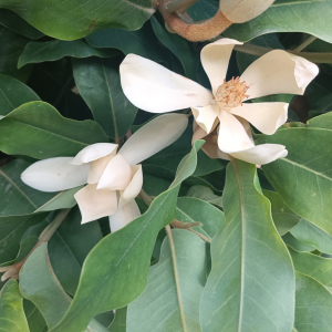 Magnolia iltisiana