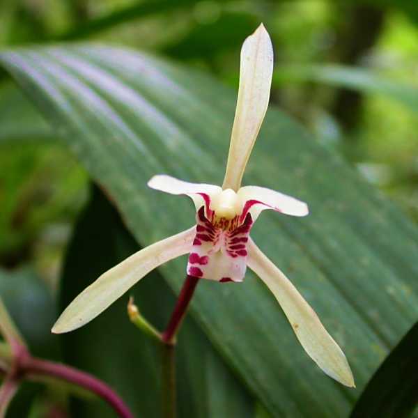 花竹柏 花竹柏
