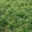 小嘴苔草
