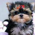 約克夏幼犬 約克夏幼犬