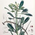 香草子 香草子