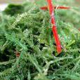 角叉菜(藻類植物)