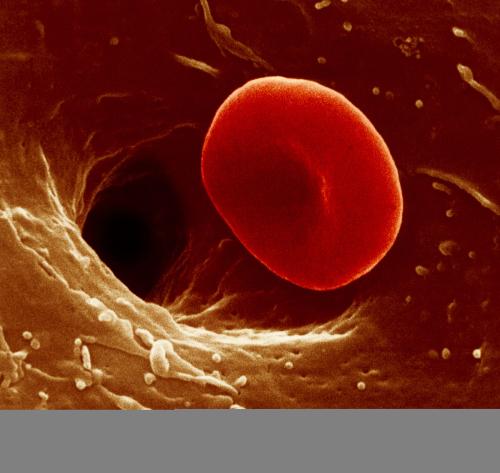 血細胞凝集素