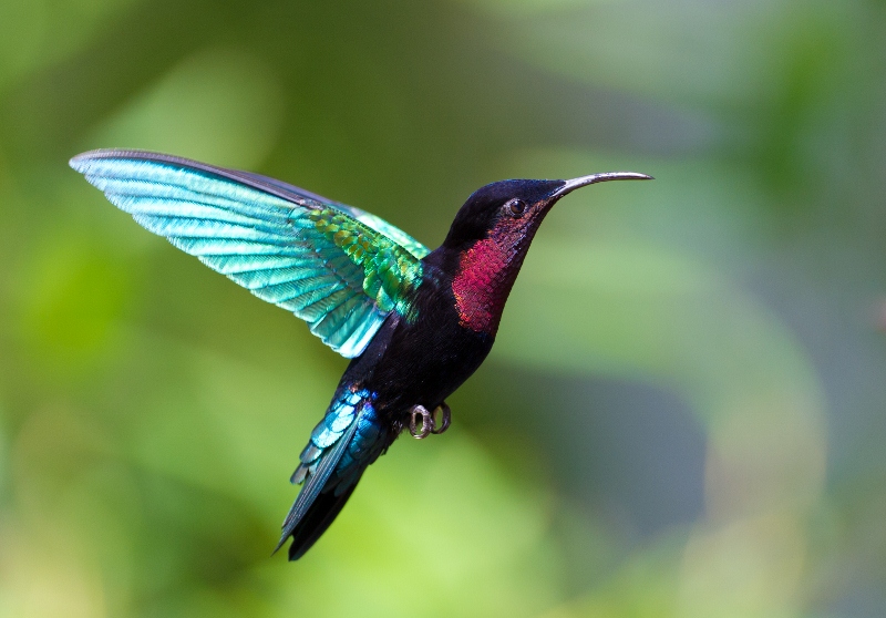 紫喉寶石蜂鳥