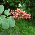峨眉勾兒茶 峨眉勾兒茶
