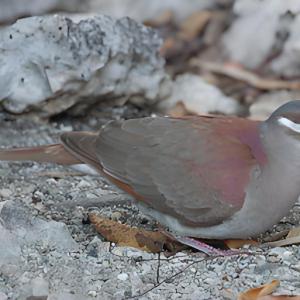 綠頂鶉鳩 綠頂鶉鳩