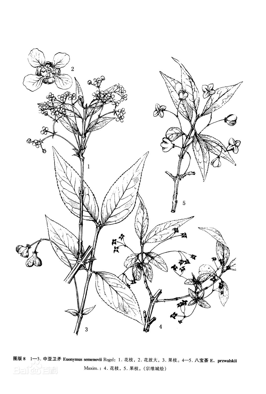 八寶茶(植物物種)