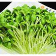 芽苗蔬菜 芽苗蔬菜