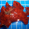 雙斑躄魚 雙斑躄魚