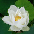 芙蕖(蓮屬植物) 芙蕖(蓮屬植物)