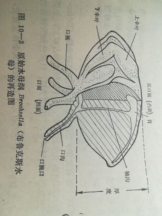 原水母綱 原水母綱