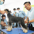 寵物美容師 寵物美容師
