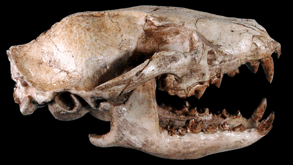 黃昏犬頭骨化石