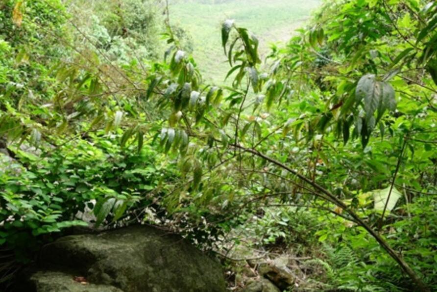 秤桿樹 秤桿樹
