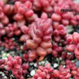 珊瑚珠(景天科植物) 珊瑚珠(景天科植物)