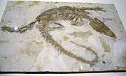楔齒滿洲鱷的化石