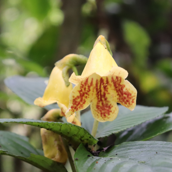 Gasteranthus delphinioides