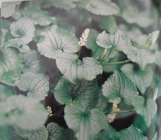 裸蒴原植物圖片