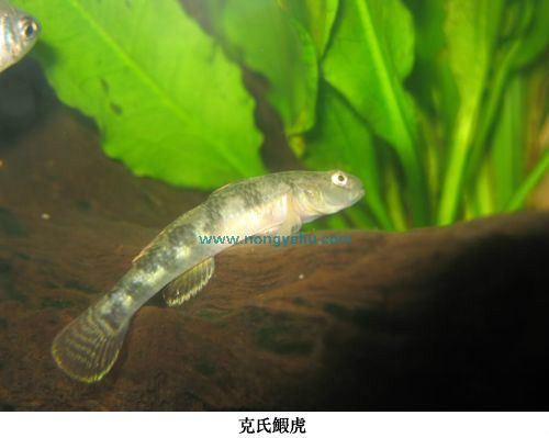 克氏鰕虎