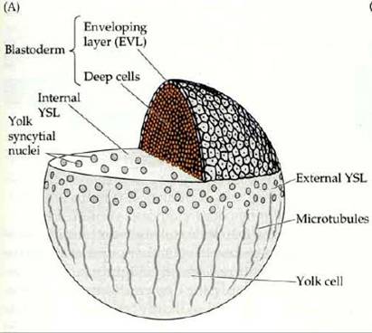 斑馬魚的囊胚