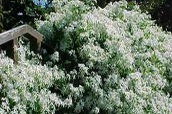 Clematis terniflora Clematis terniflora