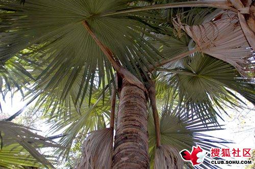 塔希娜棕櫚樹