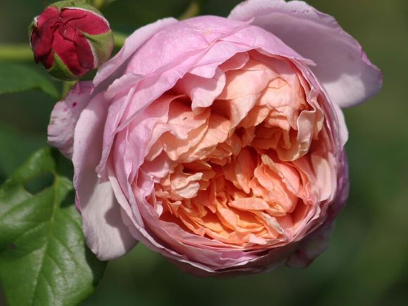 藍彼得(薔薇屬月季栽培品種) 藍彼得(薔薇屬月季栽培品種)