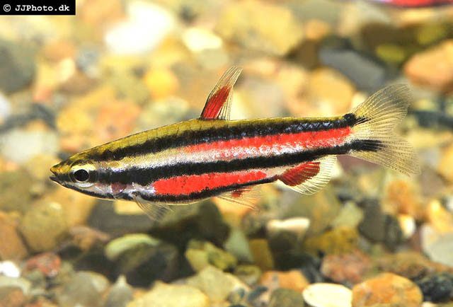 鉛筆魚屬 鉛筆魚屬
