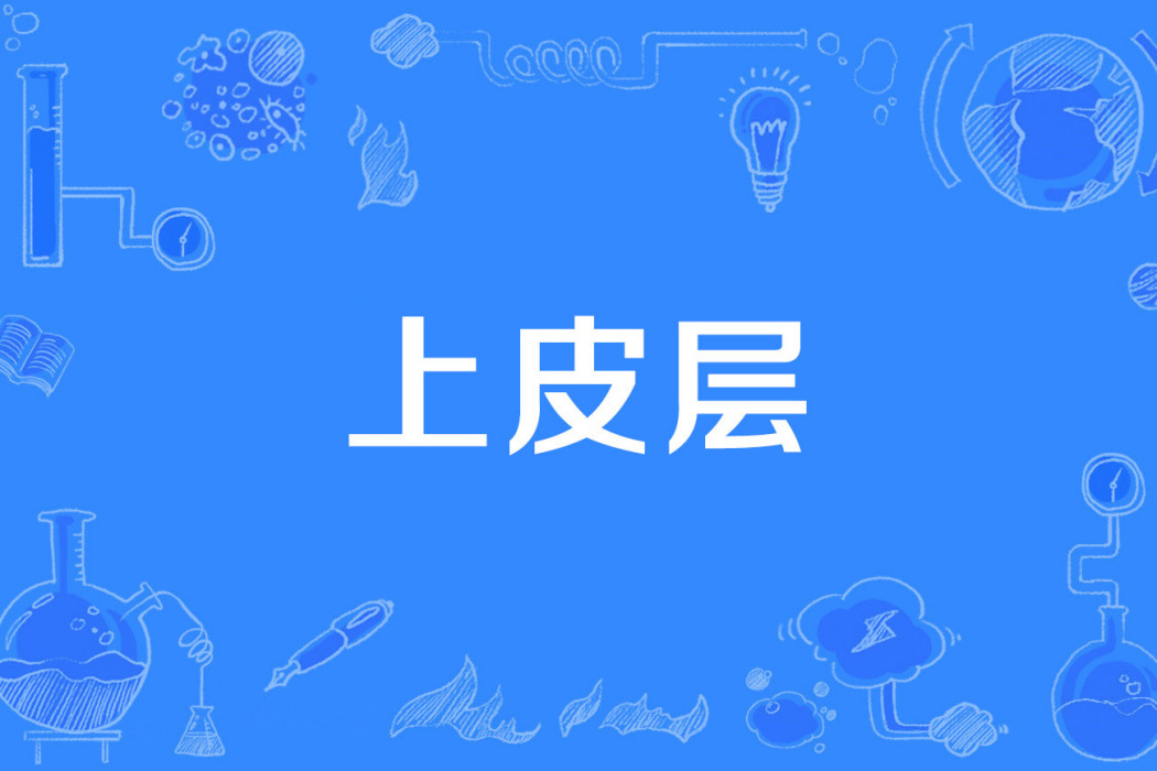 上皮層 上皮層