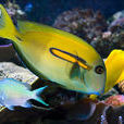 橙斑刺尾魚 橙斑刺尾魚