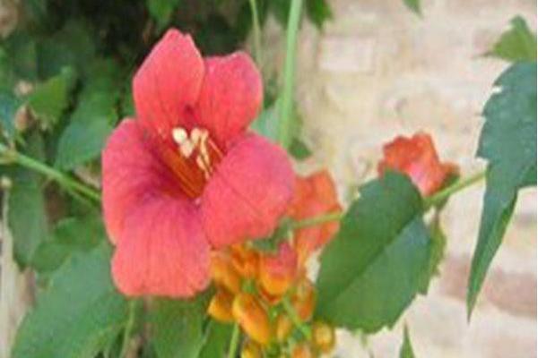 Campsis grandiflora Campsis grandiflora
